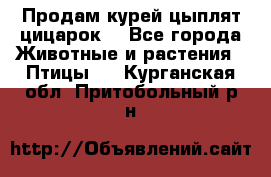 Продам курей цыплят,цицарок. - Все города Животные и растения » Птицы   . Курганская обл.,Притобольный р-н